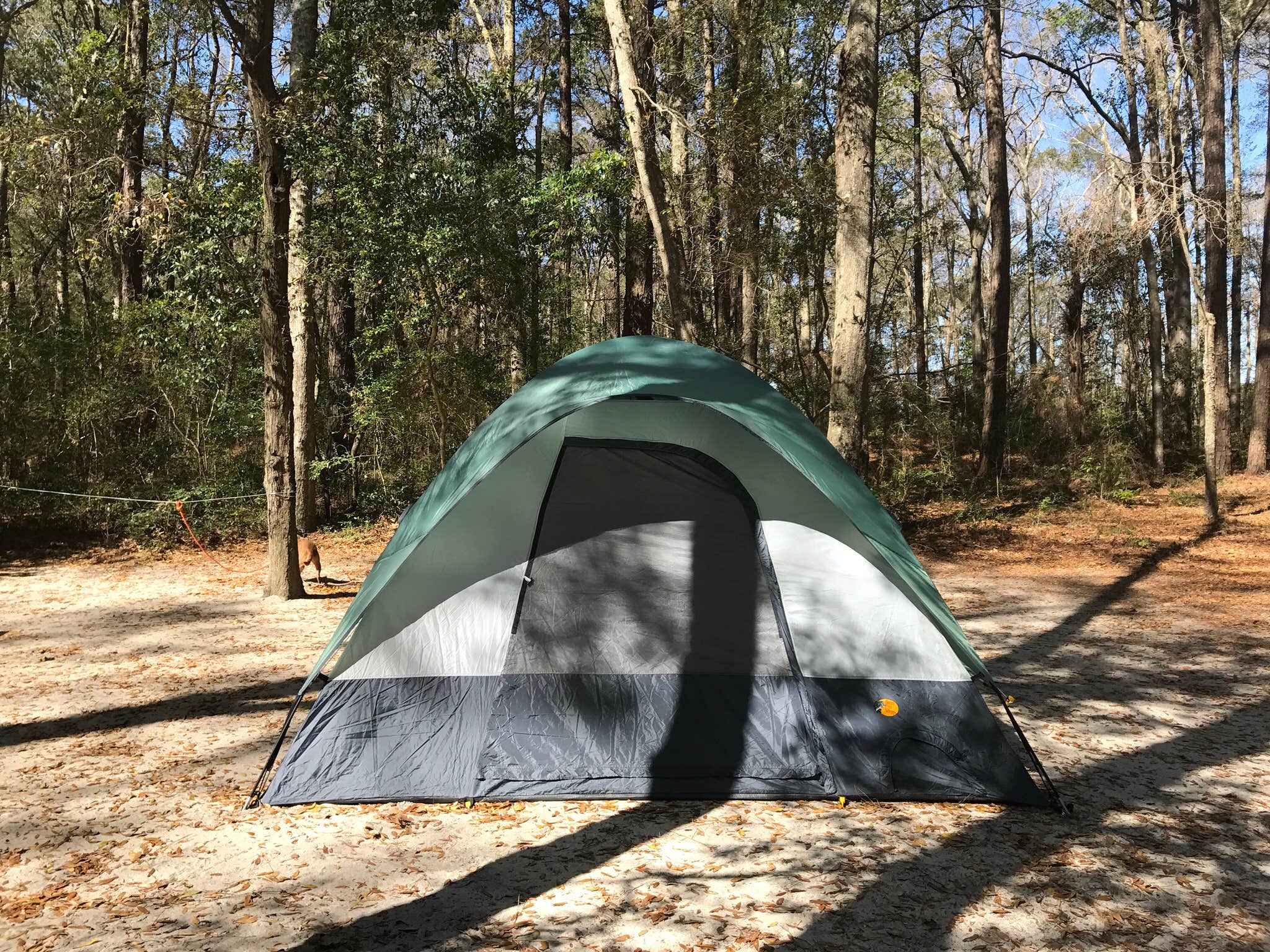 Jade P.'s photo at Carolina Beach State Park Campground near Wrightsville Beach, NC