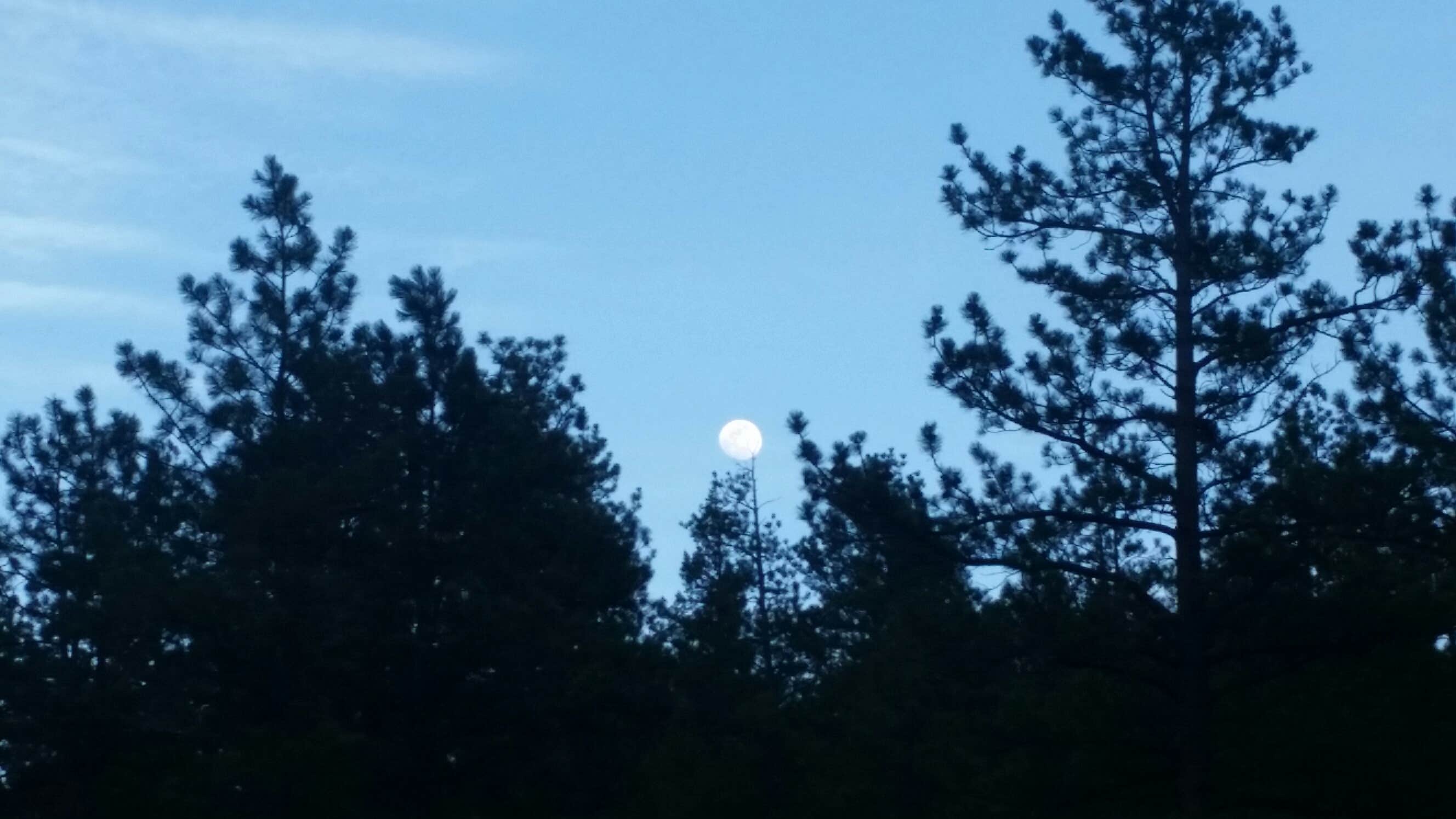 Camper-submitted photo at Osprey near Buffalo Creek, CO