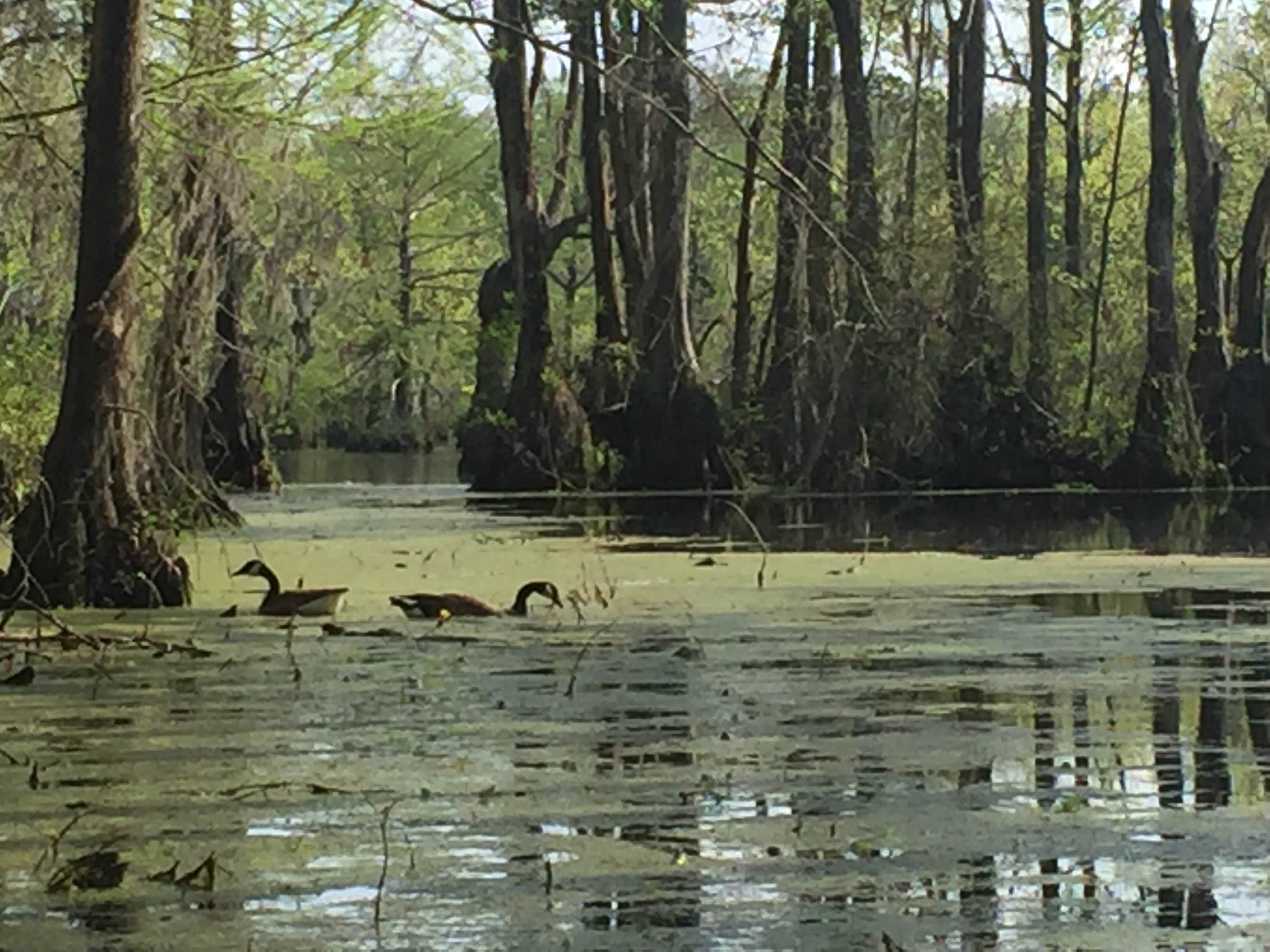 Camper submitted image from Merchants Millpond State Park Campground - 3