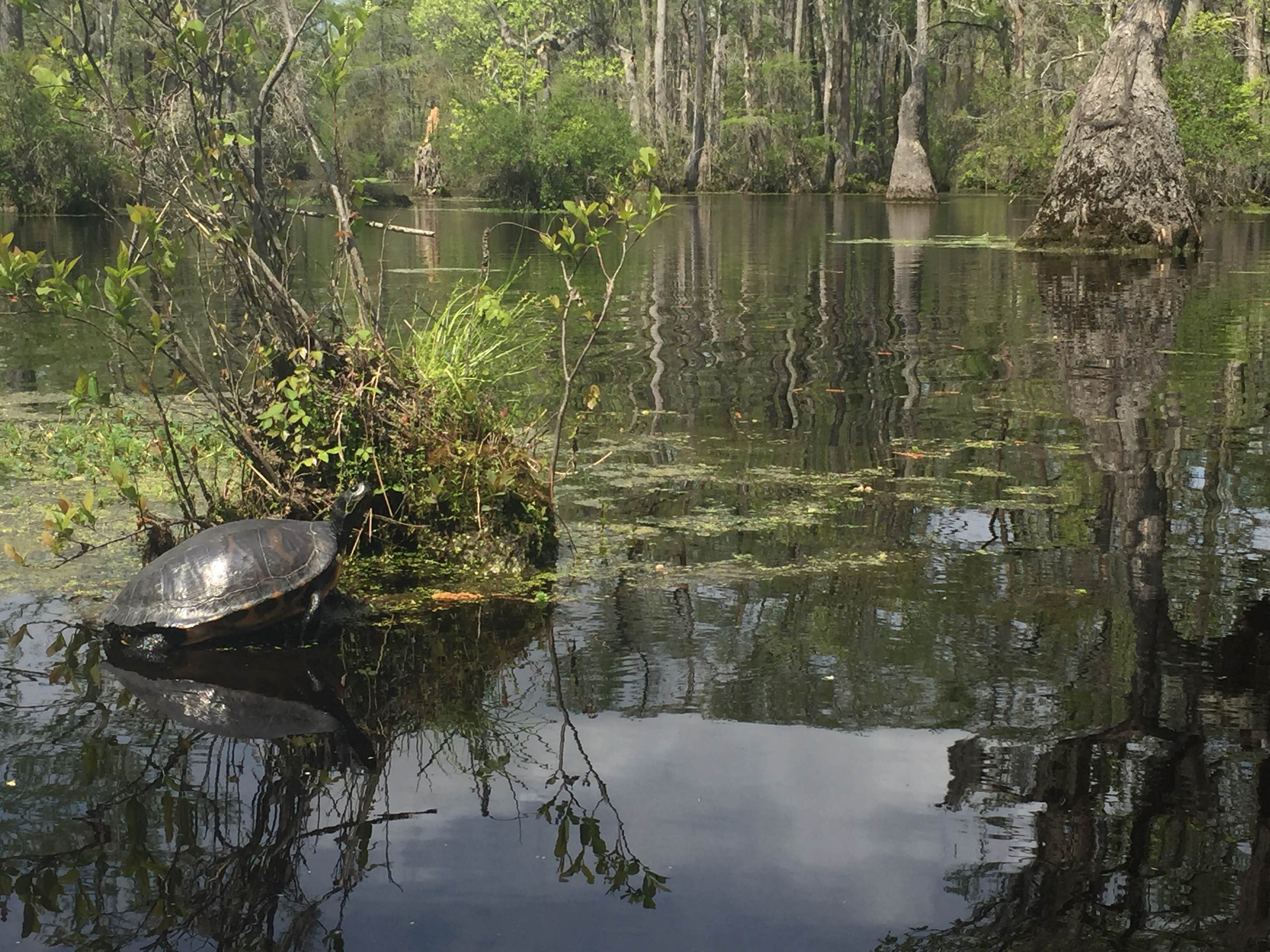 Camper-submitted photo at Merchants Millpond Canoe-In Campground — Merchants Millpond State Park near Suffolk, VA