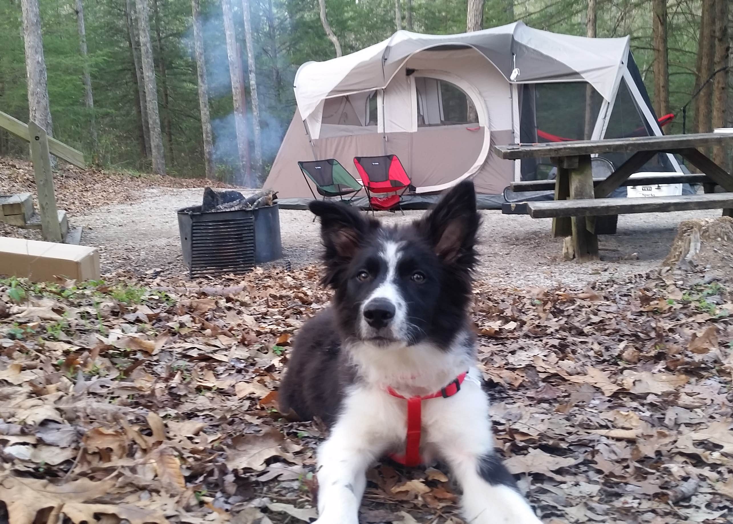 Koomer Ridge Campground Camping The Dyrt