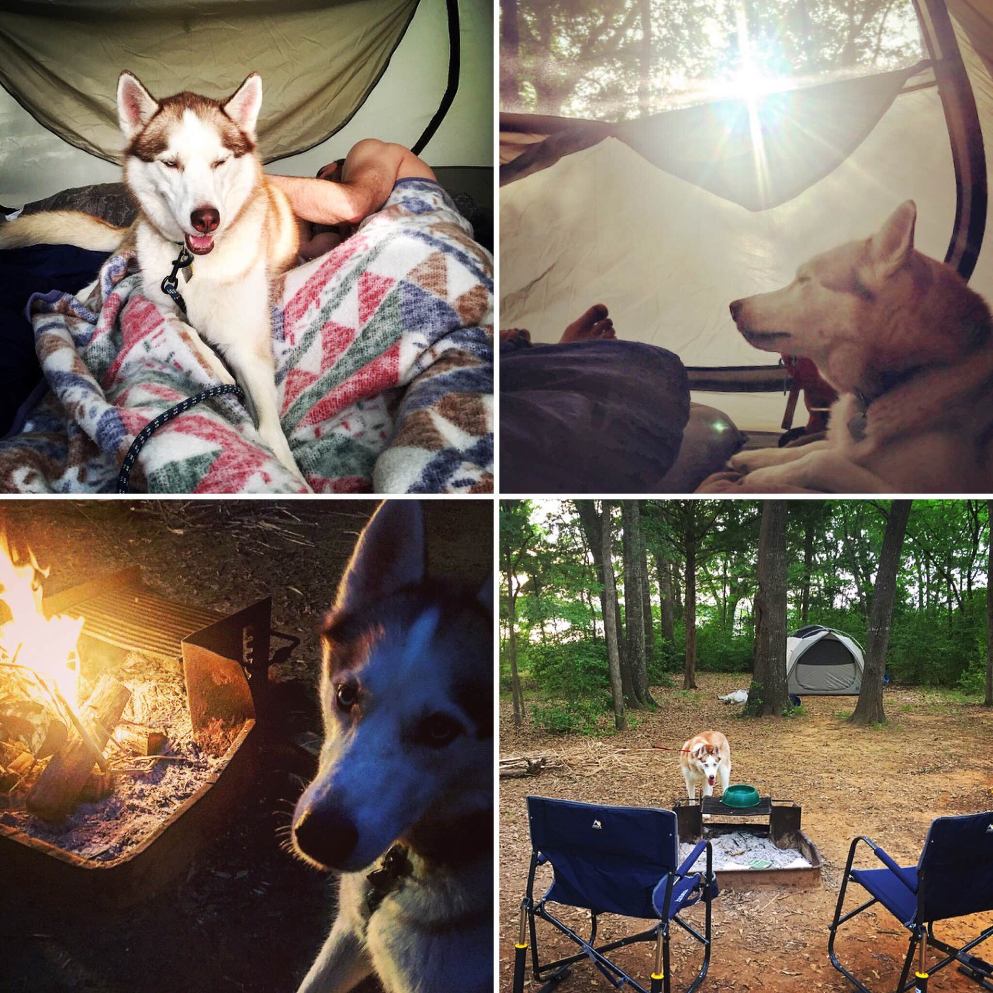 Lily B.'s photo of camping with pets at Fairfield Lake State Park - PERMANENTLY CLOSED near Grapeland, TX