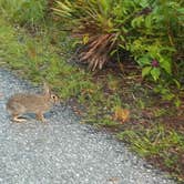 Review photo of Lake Manatee State Park Campground by Jeanene A., April 19, 2017