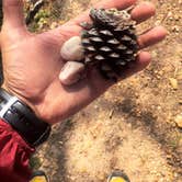 Review photo of Bastrop State Park Campground by JJ T., April 19, 2017