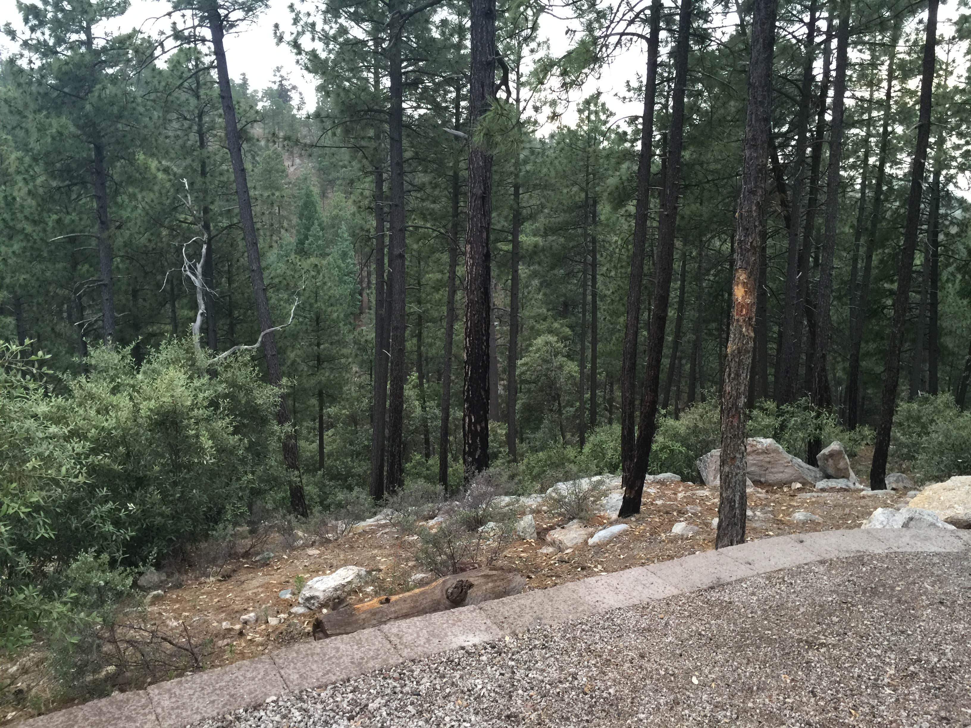 Camper submitted image from Rose Canyon Campground - 2