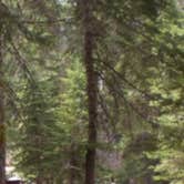 Review photo of Dorst Creek Campground — Sequoia National Park - TEMPORARILY CLOSED by Kelly S., April 26, 2017