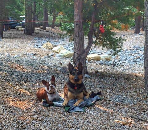 Kelly S.'s photo of camping with pets at Plumas-Eureka State Park Campground near Greenville, CA