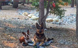 Kelly S.'s photo of camping with pets at Plumas-Eureka State Park Campground near Blairsden-Graeagle, CA