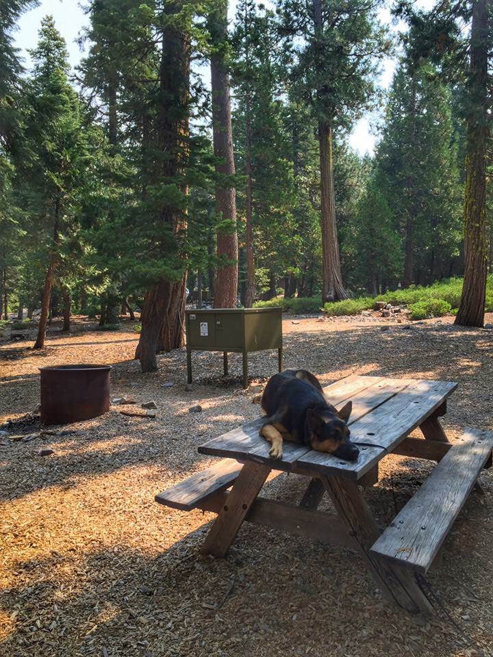 Camper submitted image from Plumas-Eureka State Park Campground - 4