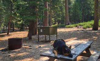 Kelly S.'s photo of camping with pets at Plumas-Eureka State Park Campground near Quincy, CA