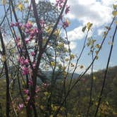 Review photo of Elkmont Campground — Great Smoky Mountains National Park by Elliot Q., April 26, 2017