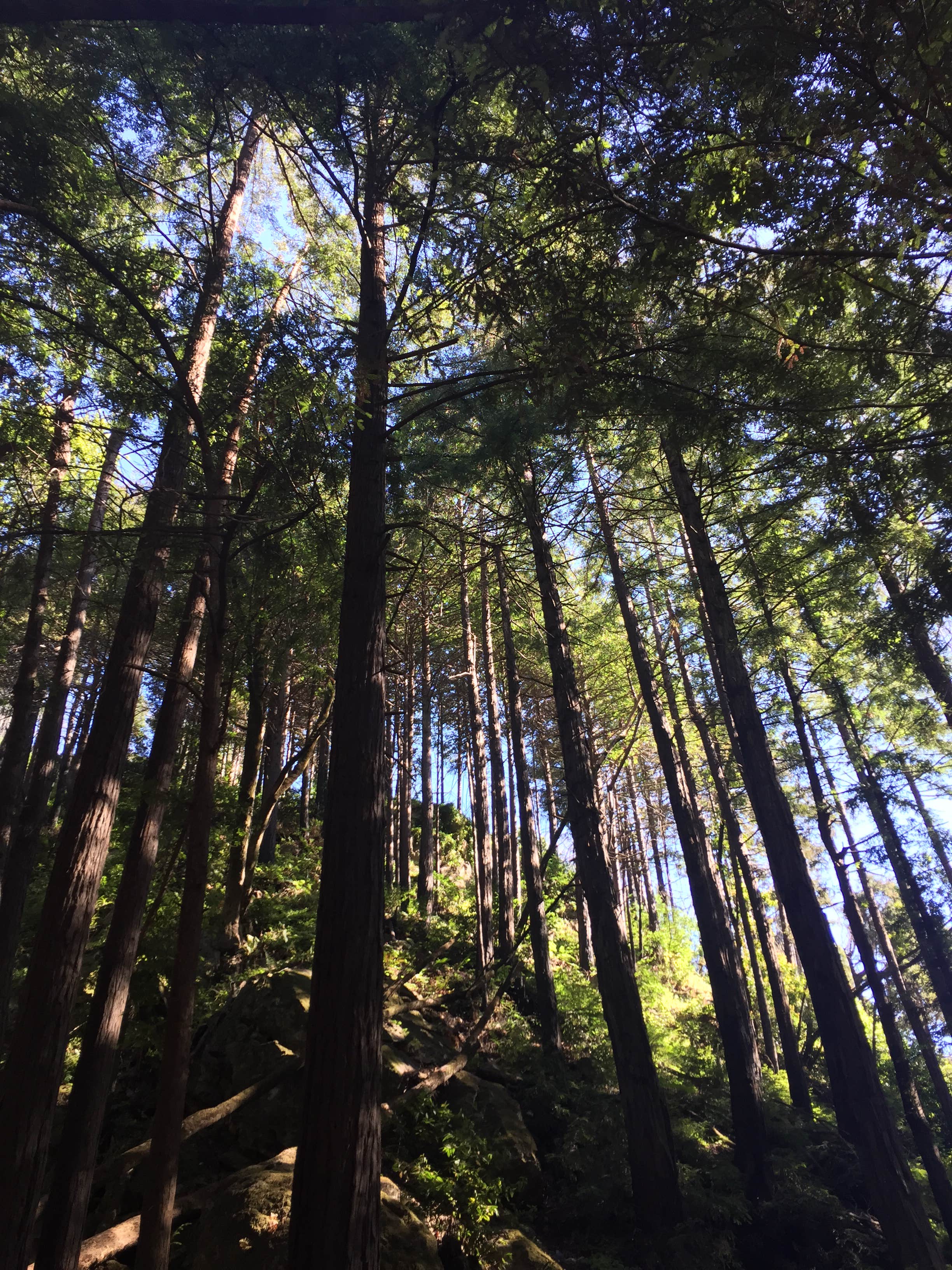 Camper-submitted photo at Limekiln State Park Campground — TEMPORARILY CLOSED near Fort Hunter Liggett, CA