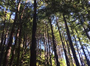 Limekiln State Park Campground