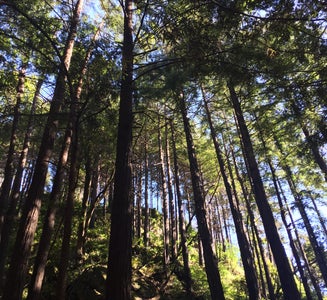 Camper-submitted photo from Limekiln State Park - TEMPORARILY CLOSED
