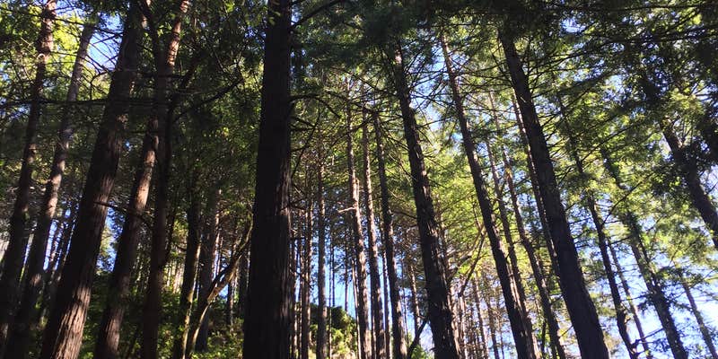 Camper submitted image from Limekiln State Park Campground — TEMPORARILY CLOSED