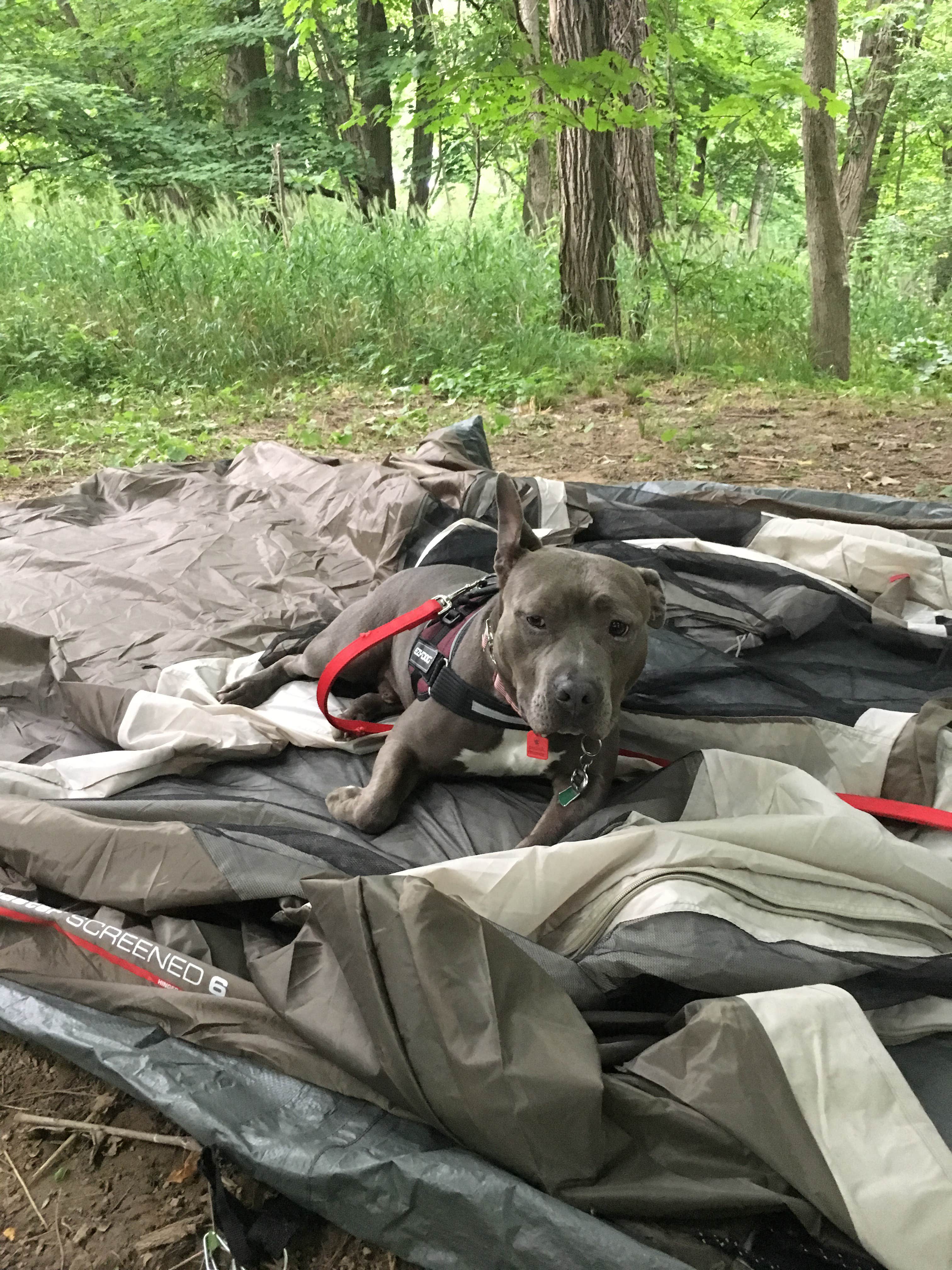 Camper-submitted photo at Lake Waveland Park near Cecil M. Harden Lake