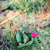Review photo of Black Rock Campground — Joshua Tree National Park by Carly M., April 26, 2017