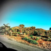 Review photo of Black Rock Equestrian Campground - Joshua Tree by Carly M., April 26, 2017