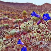Review photo of Black Rock Campground — Joshua Tree National Park by Carly M., April 26, 2017