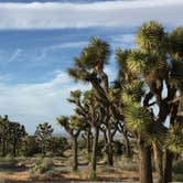 Review photo of Black Rock Campground — Joshua Tree National Park by Carly M., April 26, 2017