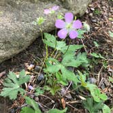 Review photo of Cave Mountain Lake Group Camp — George Washington & Jefferson National Forest by Theresa M., May 1, 2017