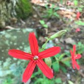 Review photo of Cave Mountain Lake Group Camp — George Washington & Jefferson National Forest by Theresa M., May 1, 2017