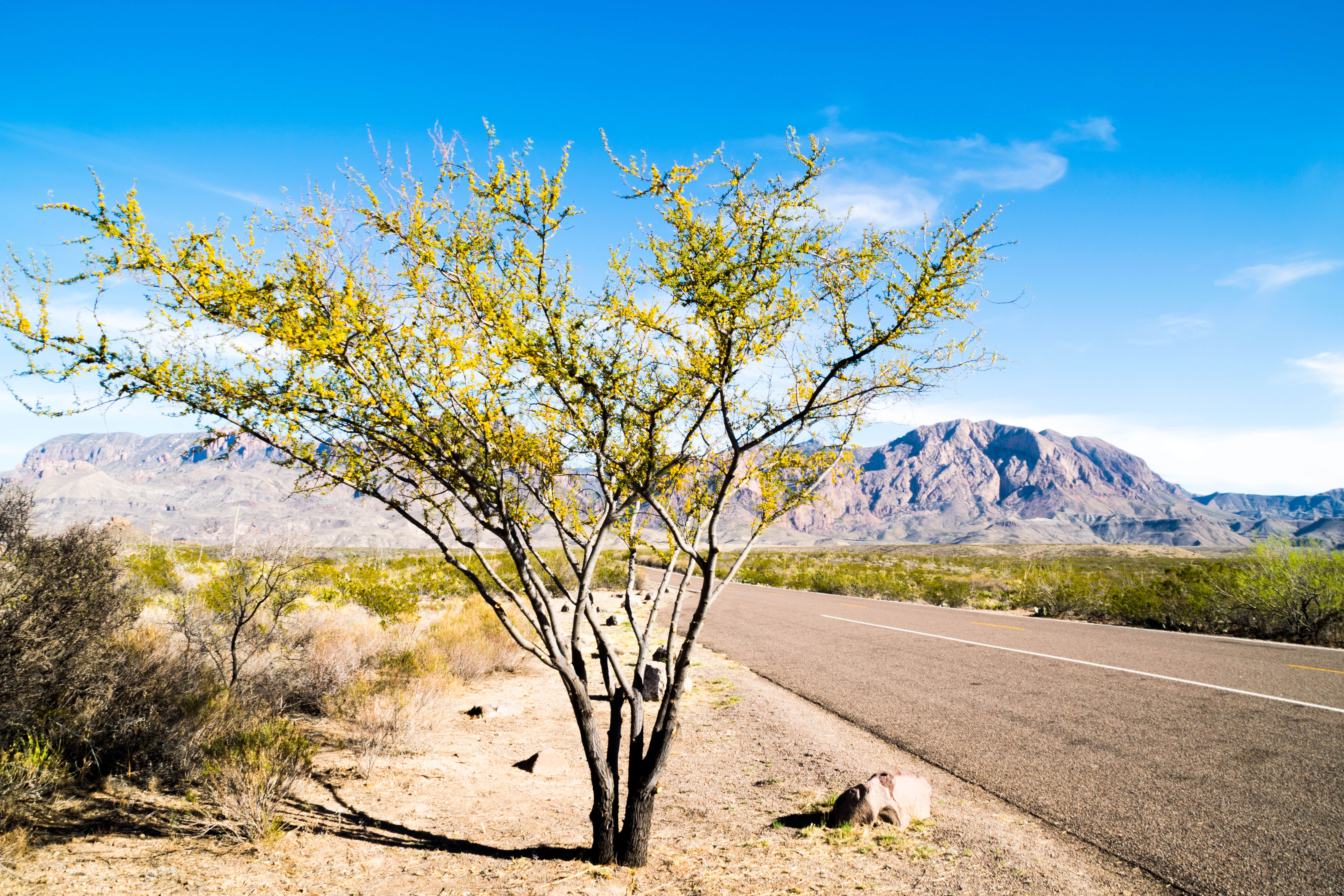 Camper submitted image from Rio Grande Village RV Campground — Big Bend National Park - 3