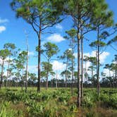 Review photo of Pine Grove Campground — Jonathan Dickinson State Park by Anjuli W., May 1, 2017