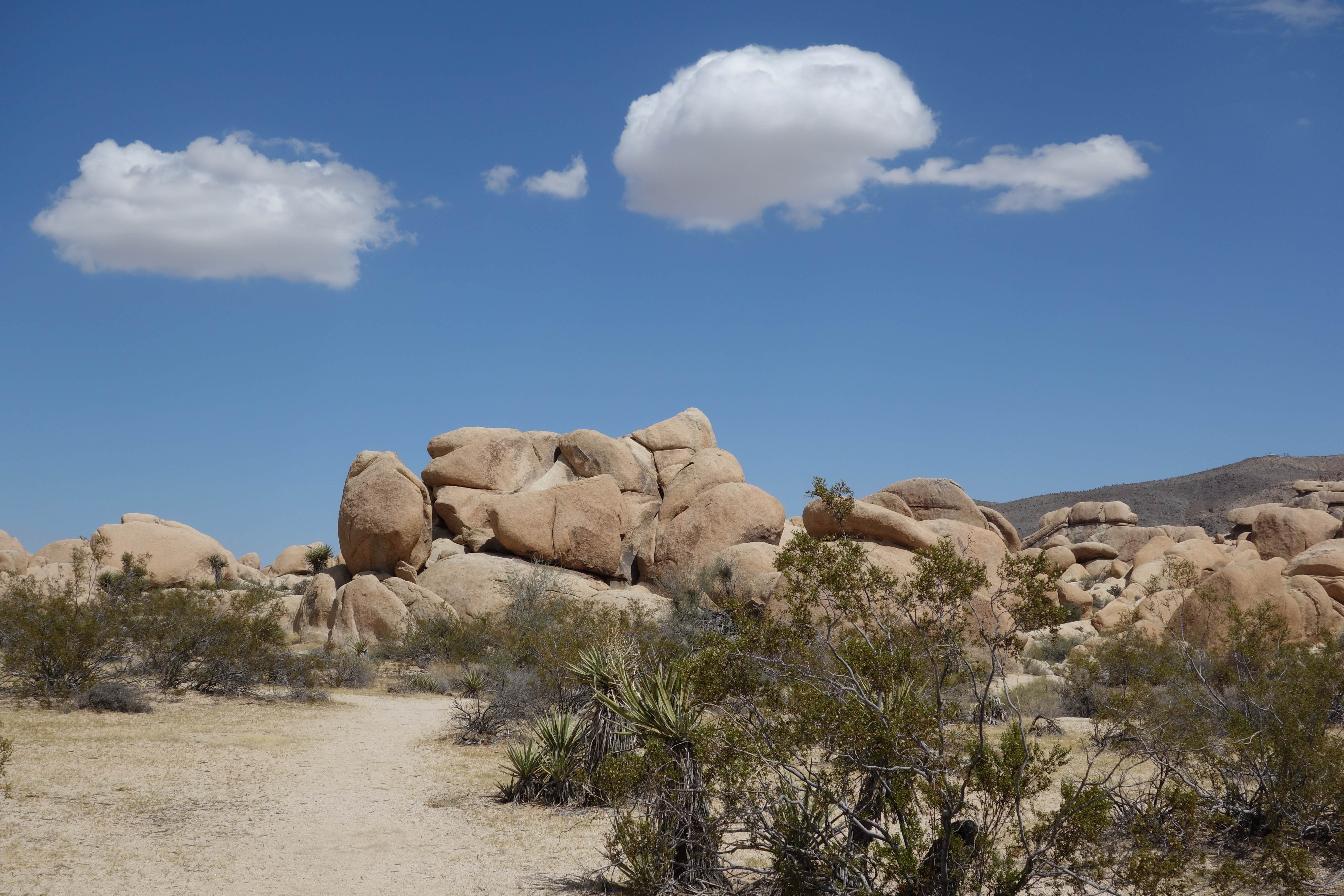 Camper submitted image from Belle Campground — Joshua Tree National Park - 2