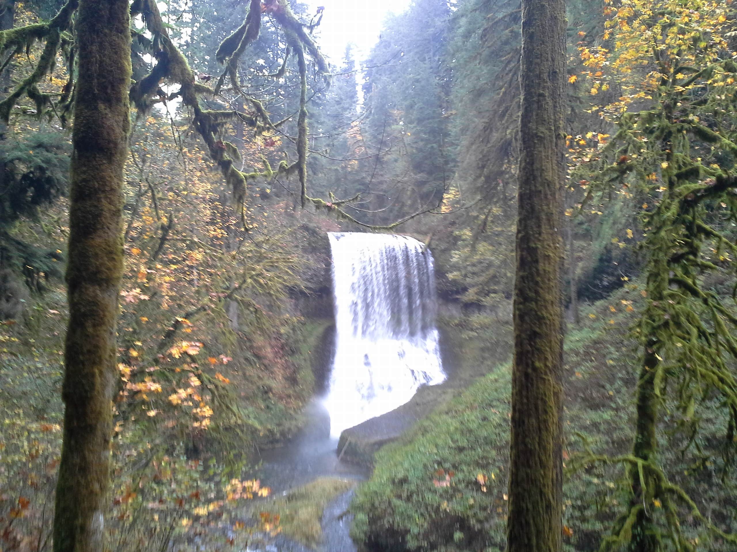 Camper submitted image from Silver Falls State Park Campground - 2