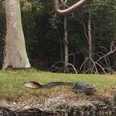 Review photo of Cayo Costa State Park Campground by Aida K., May 2, 2017