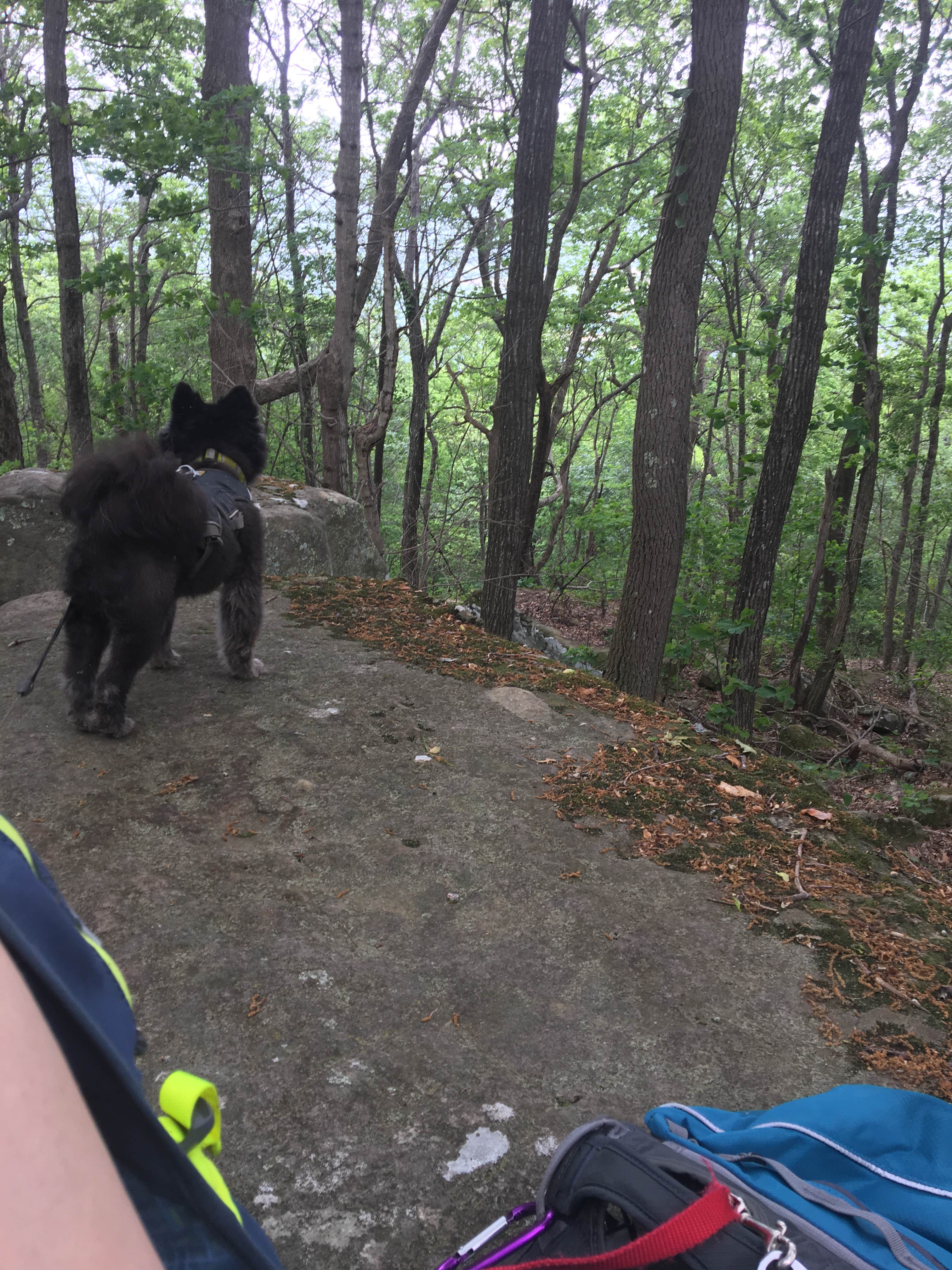 Shelly S.'s photo of camping with pets at Monte Sano State Park Campground near Orrville, AL