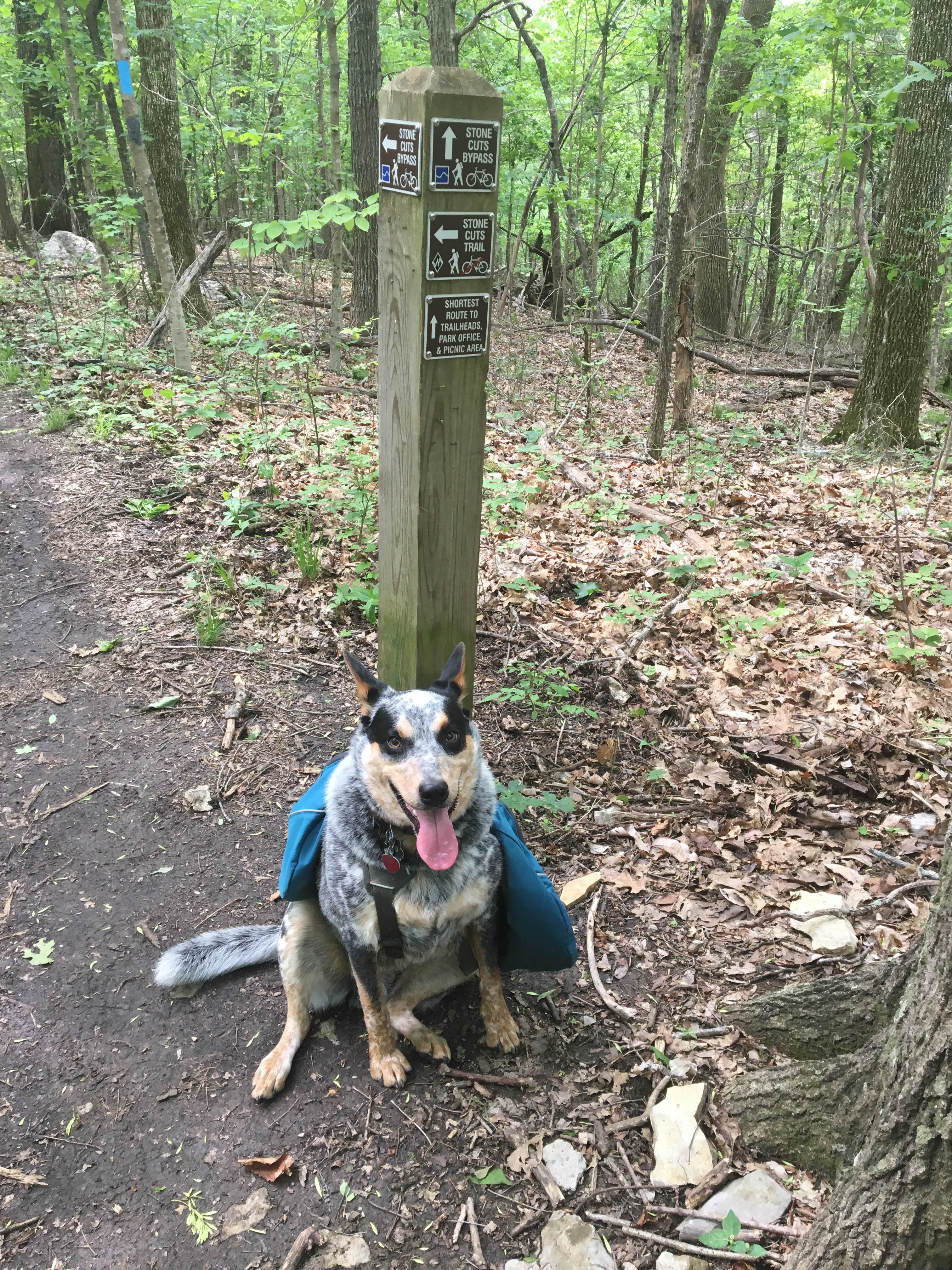 Shelly S.'s photo of camping with pets at Monte Sano State Park Campground near New Hope, AL