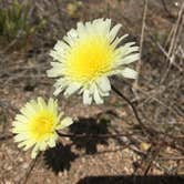 Review photo of Catalina State Park Campground by Jennifer H., May 3, 2017