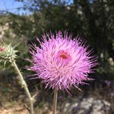 Review photo of Catalina State Park Campground by Jennifer H., May 3, 2017