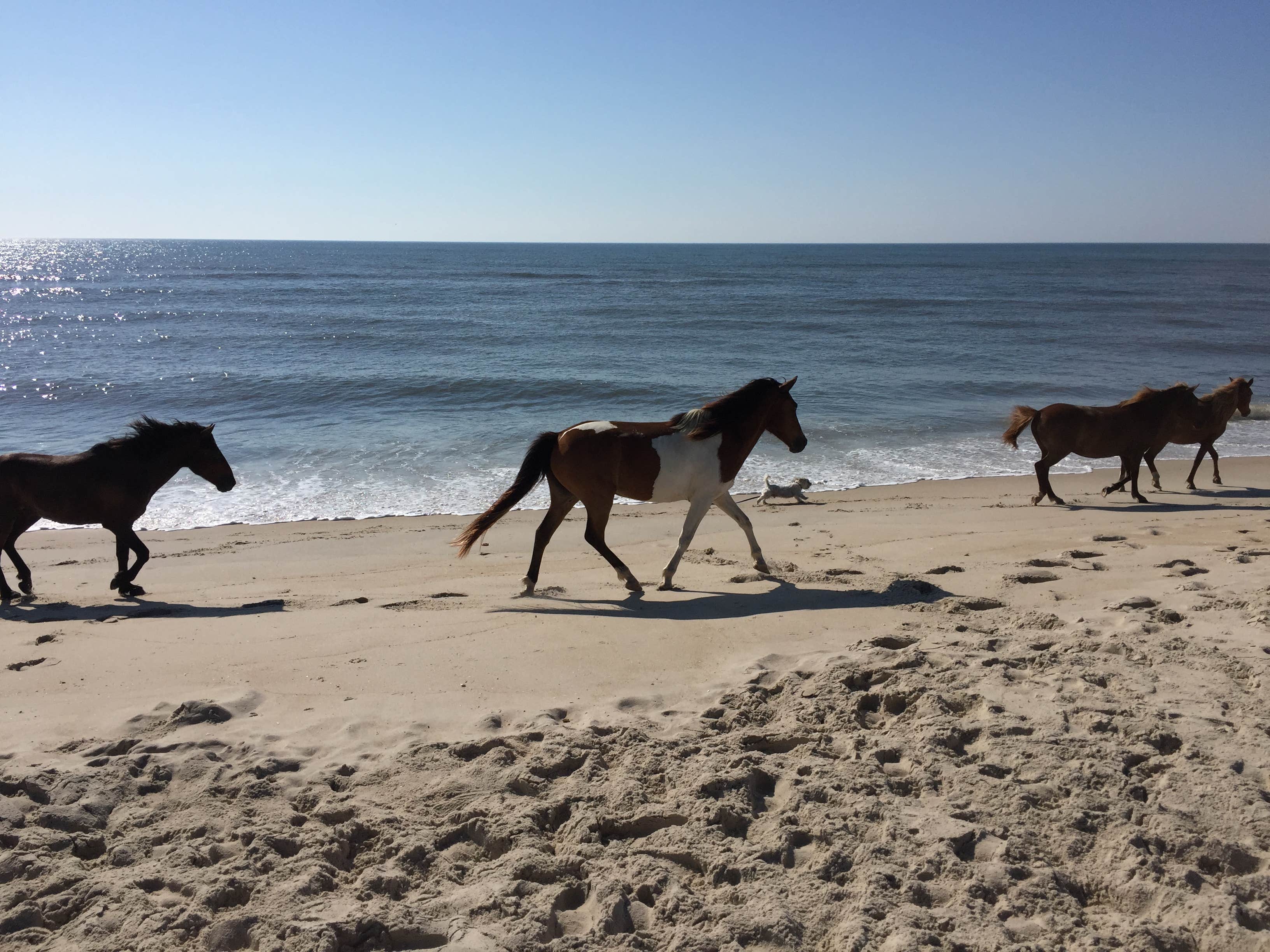 Camper submitted image from Assateague Island National Seashore Oceanside Campground - 3