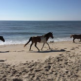 Review photo of Oceanside Assateague Campground — Assateague Island National Seashore by Tom C., May 4, 2017