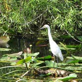 Review photo of Canepatch Wilderness Campground — Everglades National Park by Sasha W., May 4, 2017