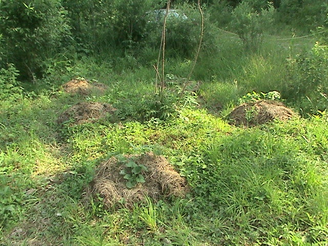 We saw these piles on one of our hikes. We weren't really sure what animal could be living underneath them- if any!