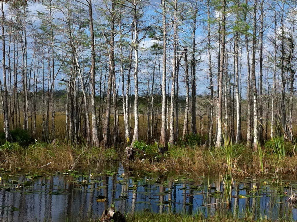 Camper submitted image from Canepatch Wilderness Campground — Everglades National Park - 2