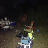 Review photo of Bayside Assateague Campground — Assateague Island National Seashore by Tom C., May 4, 2017
