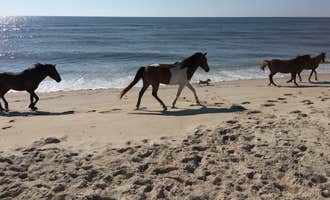 Camping near White Horse RV Park: Assateague State Park Campground, Berlin, Maryland