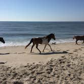Review photo of Assateague State Park by Tom C., May 4, 2017