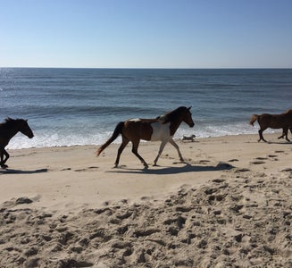 Camper-submitted photo from Assateague State Park