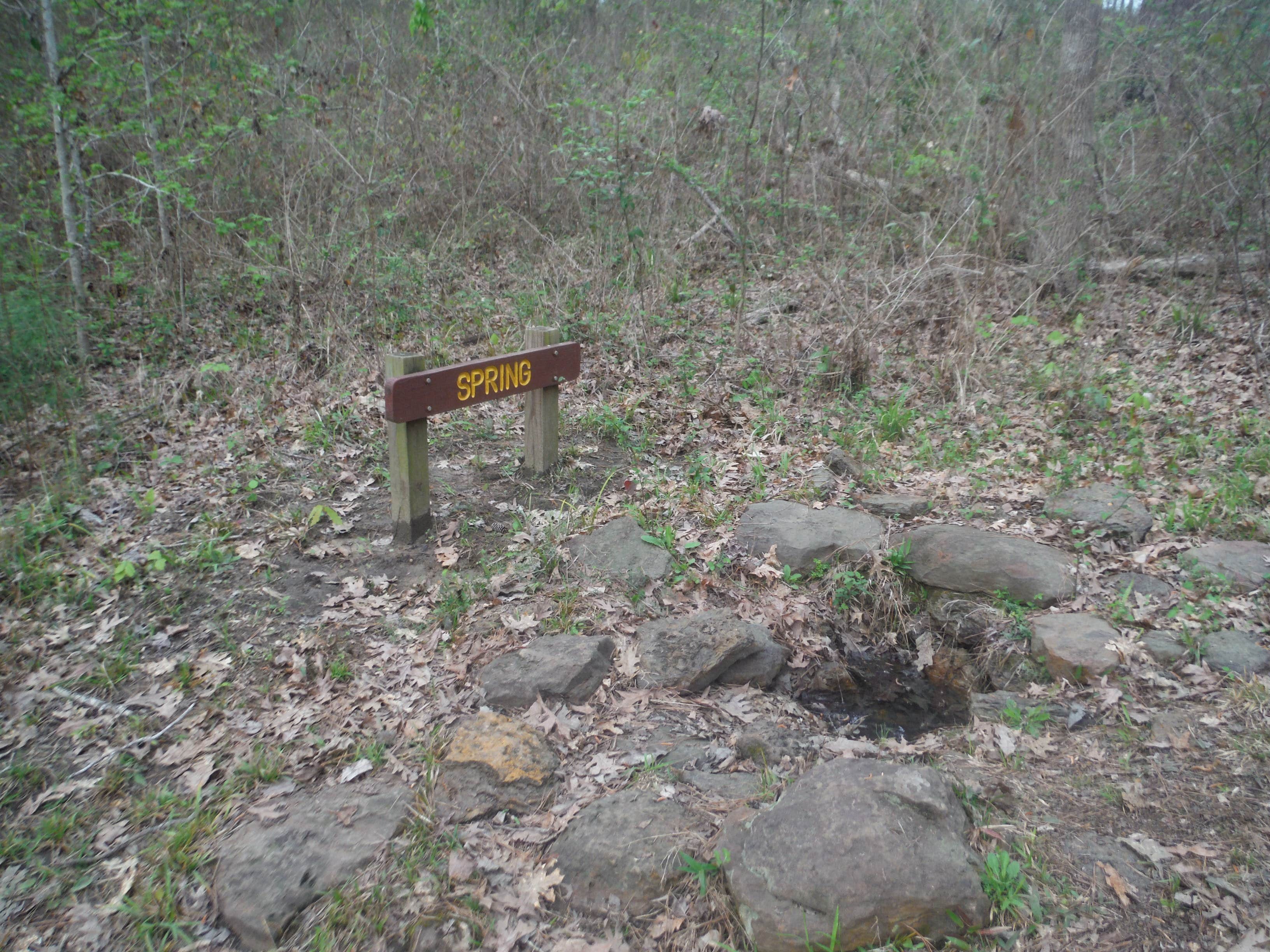 Camper submitted image from Mission Tejas State Park Campground - 4