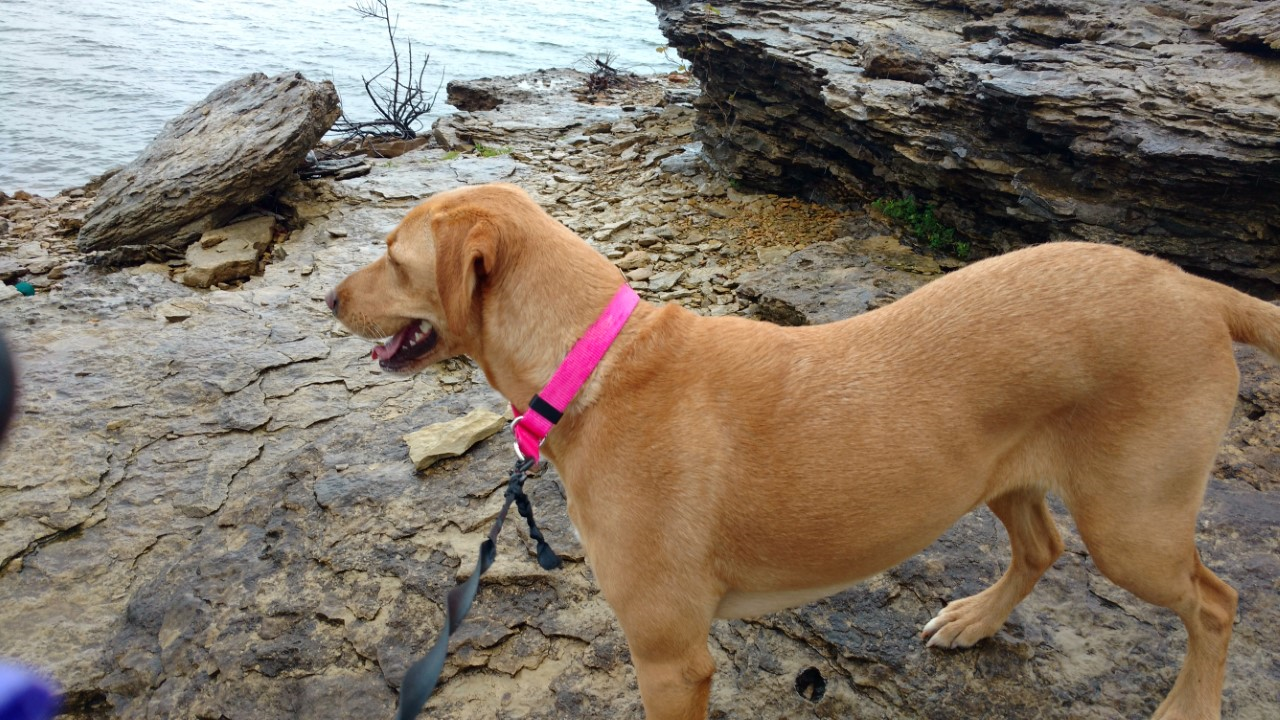 Kelly W.'s photo of camping with pets at Baileys Point near Russellville, KY