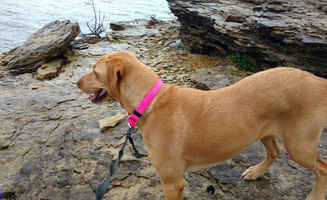 Kelly W.'s photo of camping with pets at Baileys Point near Park City, KY