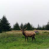 Review photo of Gold Bluffs Beach Campground — Prairie Creek Redwoods State Park by Justin L., May 5, 2017