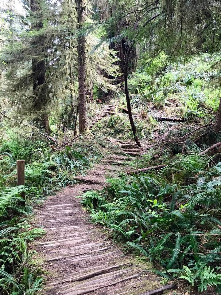 Camper submitted image from Gold Bluffs Beach Campground — Prairie Creek Redwoods State Park - 5