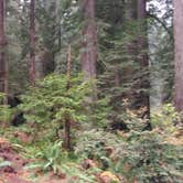 Review photo of Gold Bluffs Beach Campground — Prairie Creek Redwoods State Park by Justin L., May 5, 2017